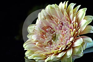 Chrysanthemum Side View photo